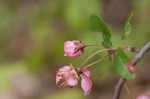 Southern crabapple